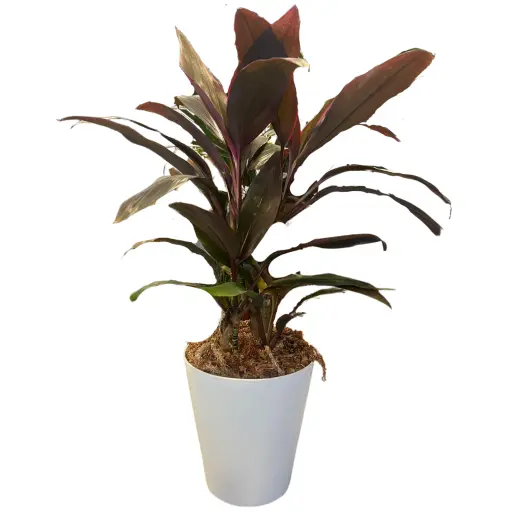 Planta rubra tronco 3L